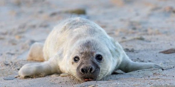 В Китае от браконьеров спасли 37 детёнышей тюленей