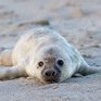 В Китае от браконьеров спасли 37 детёнышей тюленей