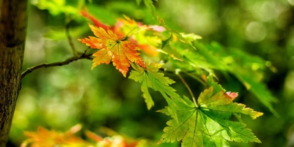 Приморье ждут дожди и похолодание на 3-7 градусов