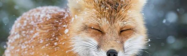 Минувшая зима в России признана аномально тёплой