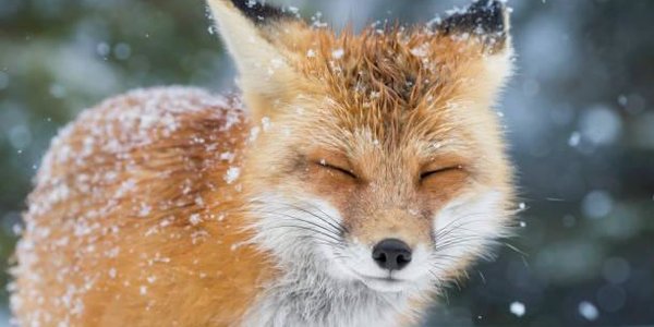 Минувшая зима в России признана аномально тёплой