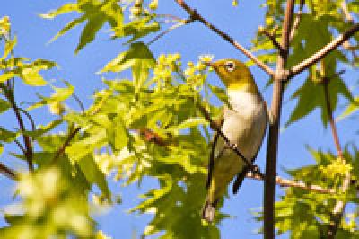 Птичья весна во Владивостоке