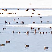 Птичья весна во Владивостоке