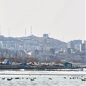 Птичья весна во Владивостоке