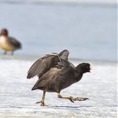 Птичья весна во Владивостоке
