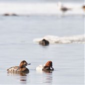 Птичья весна во Владивостоке