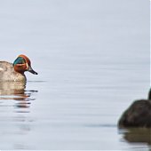Птичья весна во Владивостоке