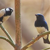 Птичья весна во Владивостоке