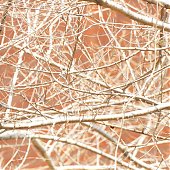 Птичья весна во Владивостоке