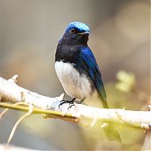 Птичья весна во Владивостоке