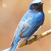 Птичья весна во Владивостоке