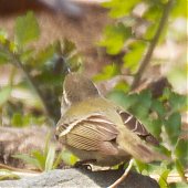 Птичья весна во Владивостоке