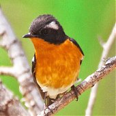 Птичья весна во Владивостоке