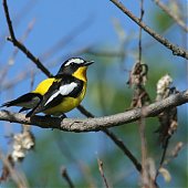 Птичья весна во Владивостоке