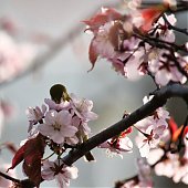 Птичья весна во Владивостоке