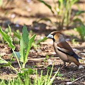 Птичья весна во Владивостоке