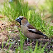 Птичья весна во Владивостоке