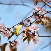 Птичья весна во Владивостоке