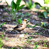 Птичья весна во Владивостоке