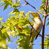 Птичья весна во Владивостоке
