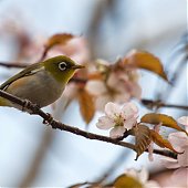 Птичья весна во Владивостоке