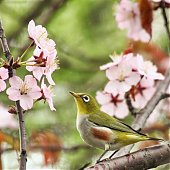 Птичья весна во Владивостоке