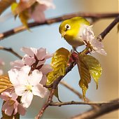 Птичья весна во Владивостоке