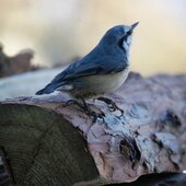 Февраль в Сихотэ-Алинском заповеднике – встречаем весну