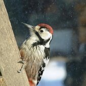 Февраль в Сихотэ-Алинском заповеднике – встречаем весну