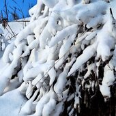 Февраль в Сихотэ-Алинском заповеднике – встречаем весну