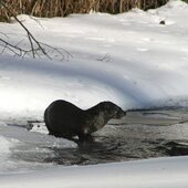 Февраль в Сихотэ-Алинском заповеднике – встречаем весну