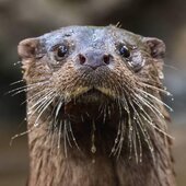 Февраль в Сихотэ-Алинском заповеднике – встречаем весну