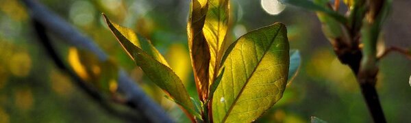 Прошедшие дожди помогли справиться с лесными пожарами в Приморье