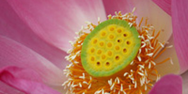 В начале следующей недели в Приморье вернутся дожди