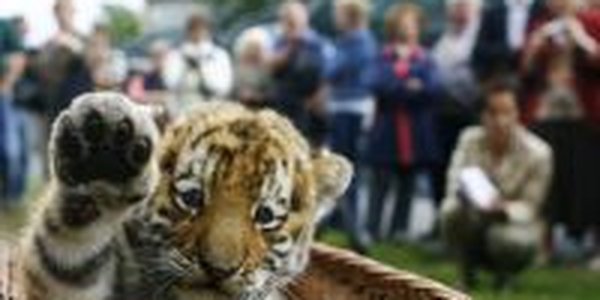 Тигрица Путина родила тигренка