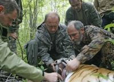 Тигрица Путина родила тигренка