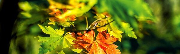 В середине недели Приморье ощутит первое дыхание осени