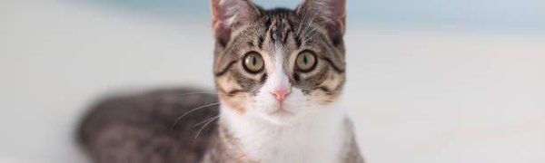 Кошки откликаются на своё имя исключительно ради выгоды