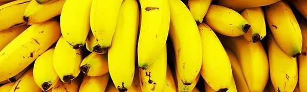 В ООН заявили, что бананы скоро исчезнут навсегда