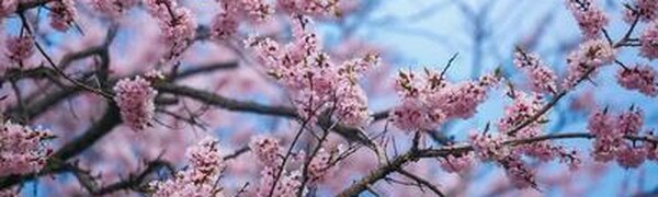 Дожди и похолодание: о погоде на майские праздники в Приморье