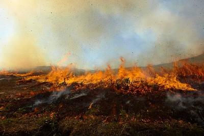 Окутавший Владивосток дым от лесных пожаров развеет южный ветер