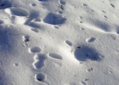 Снег в Приморье: подходящие места для лыжных прогулок