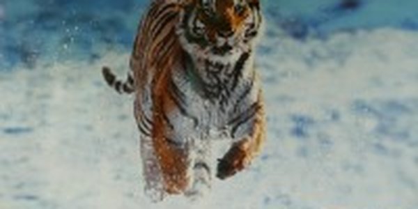 На Китайский Новый год во Владивостоке покажут фильм об амурском тигре