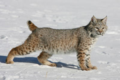 Американский город атакуют рыжие рыси