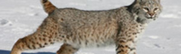 Американский город атакуют рыжие рыси