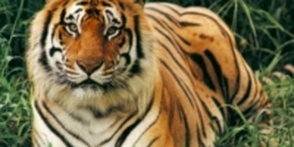 Определены место и сроки проведения тигриного саммита