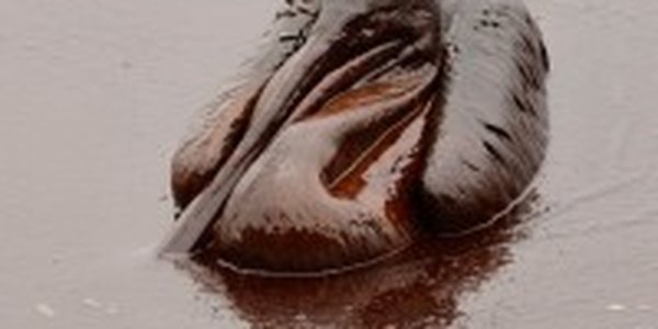 Последствия разлива нефти в Мексиканском заливе (ФОТО)