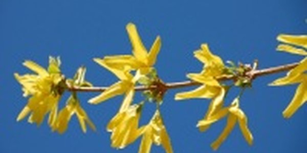 До середины недели осадков в крае не ожидается