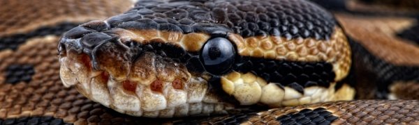 Во Владивостоке цирковой питон сбежал в поисках теплого угла