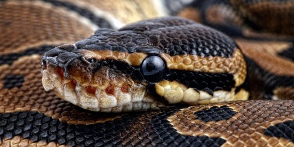 Во Владивостоке цирковой питон сбежал в поисках теплого угла